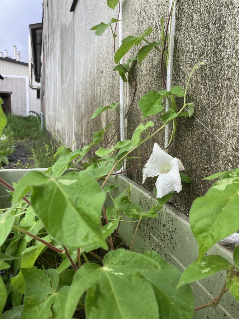 🍇雨の恵みと夏の楽しみ🌿
