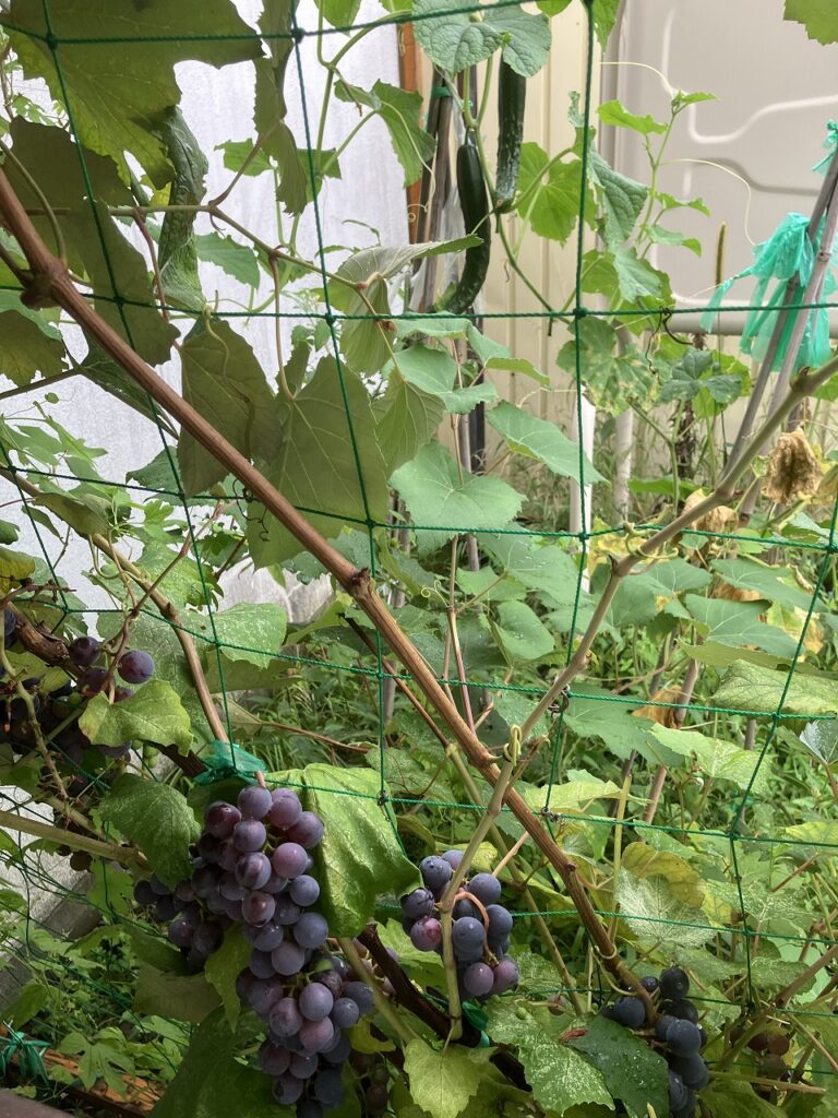 窓辺のブドウと秋の気配