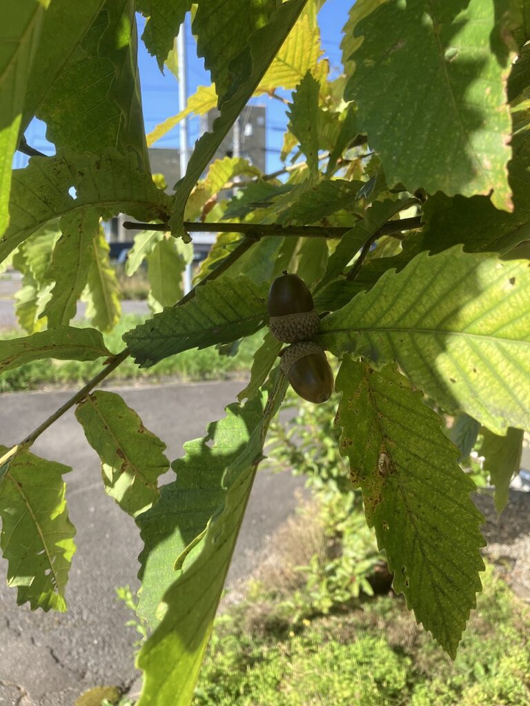ドングリと秋の気配