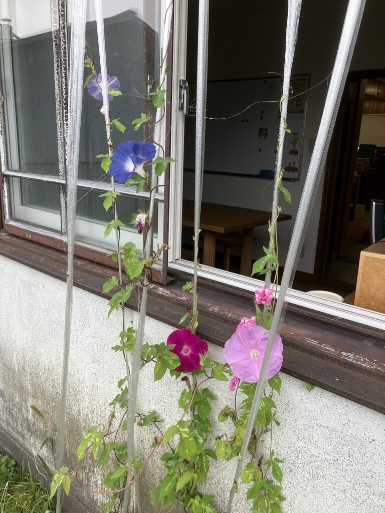 「窓辺の朝顔とゴーヤが教えてくれる秋の訪れ」