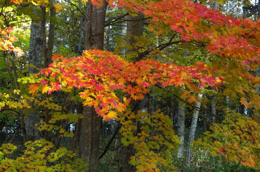紅葉の終わりに想う、木とともにある暮らし