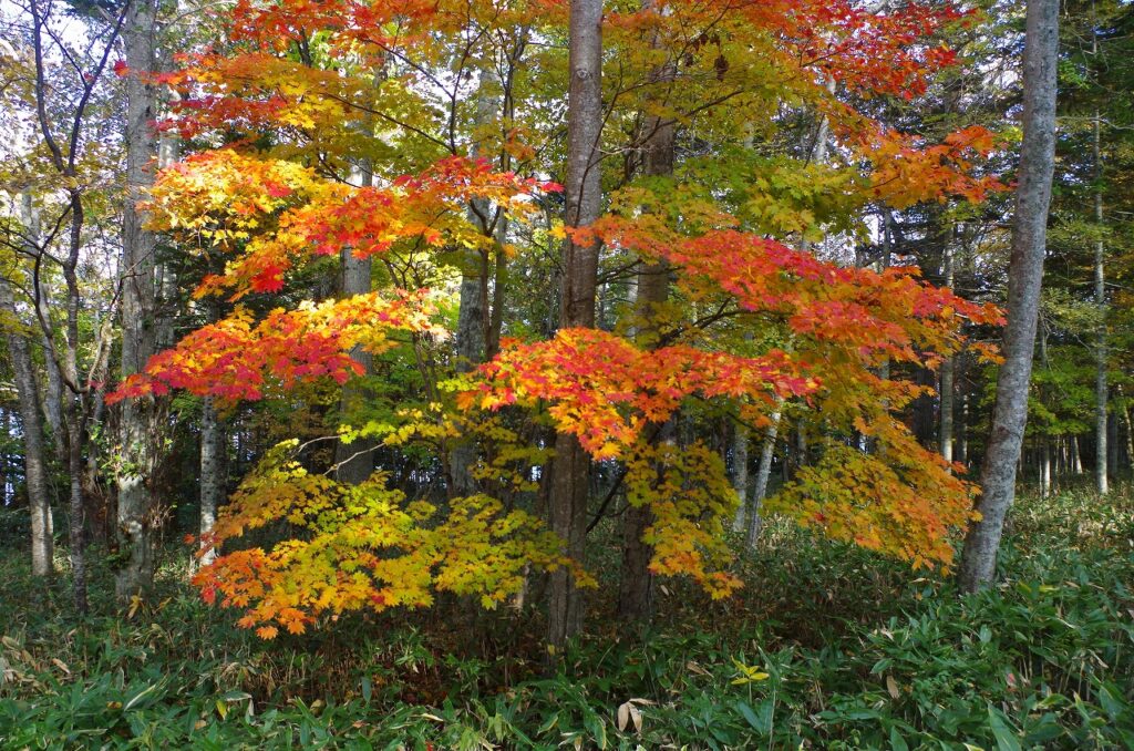 はじめての雪。木のぬくもりが恋しくなる朝に