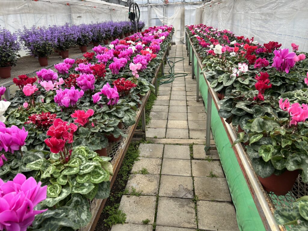 「秋色と雪色がまじわる、コサインの朝」