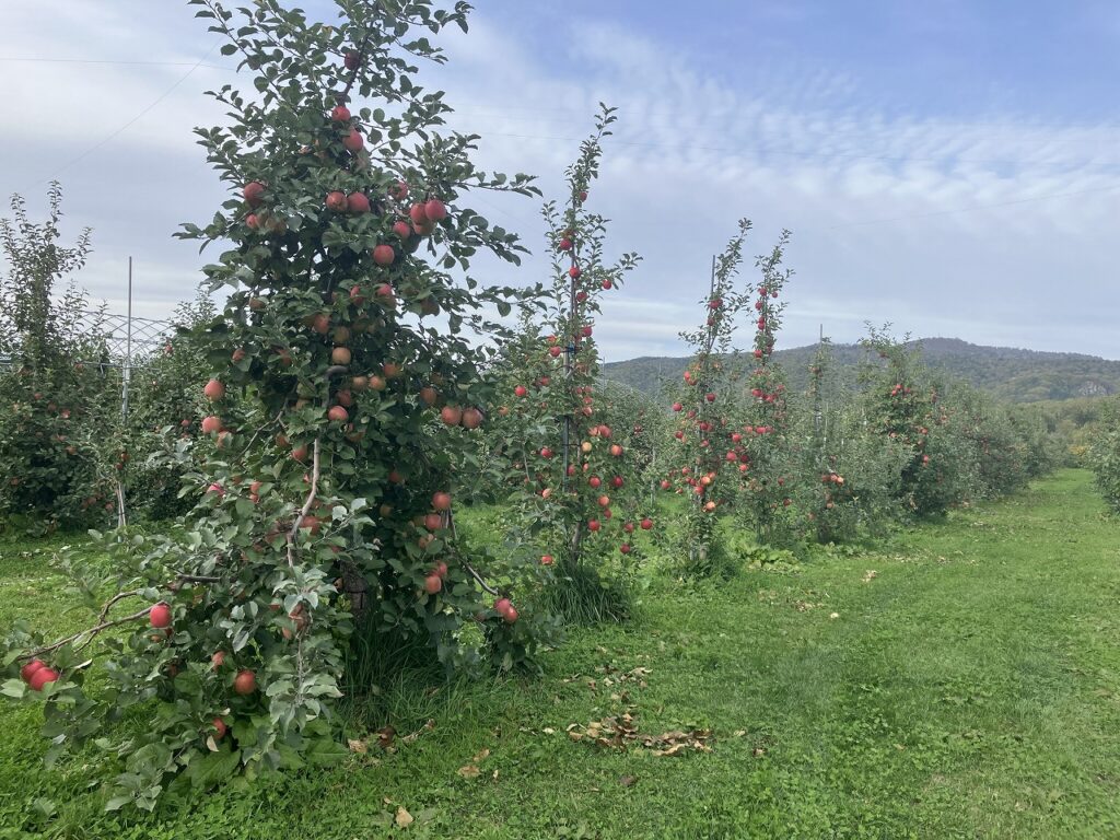 秋の実りに感謝して🍂　自然とともに生きるということ