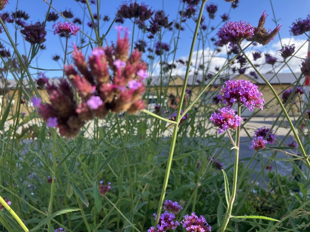 ✨秋空の下で迎える新しい週はじまり🍂