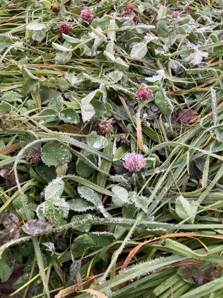 ❄️霜の朝、静かな冬の足音❄️