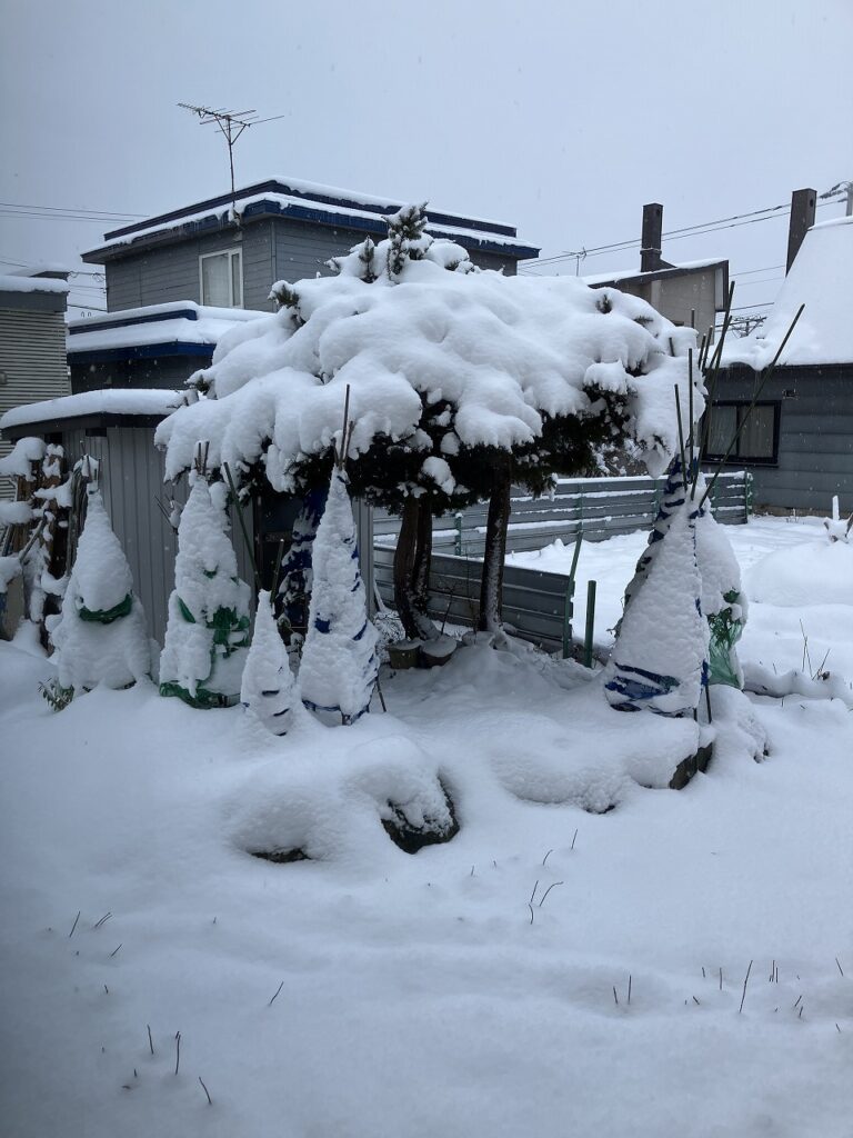 ❄️ふわりと雪につつまれた朝…そして嬉しいお知らせ✨