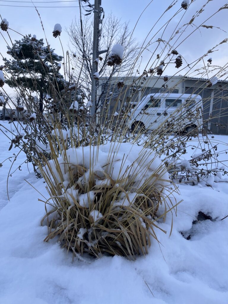 うっすら雪化粧の朝 ❄️ コサインの冬支度が始まりました